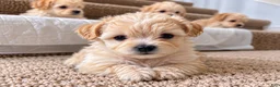 Maltipoo dogs for sale: Meet Coco — Adorable Maltipoo Puppy - Ad 23