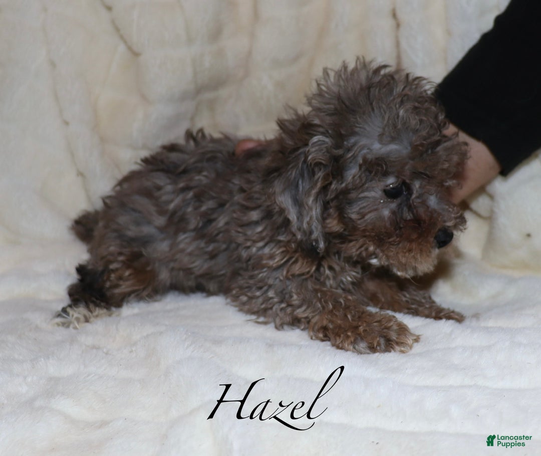 Toy Poodle dogs for sale: Hazel  - Ad 6