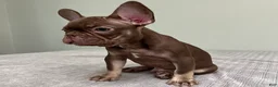 French Bulldog dogs for sale: Hank - Ad 6