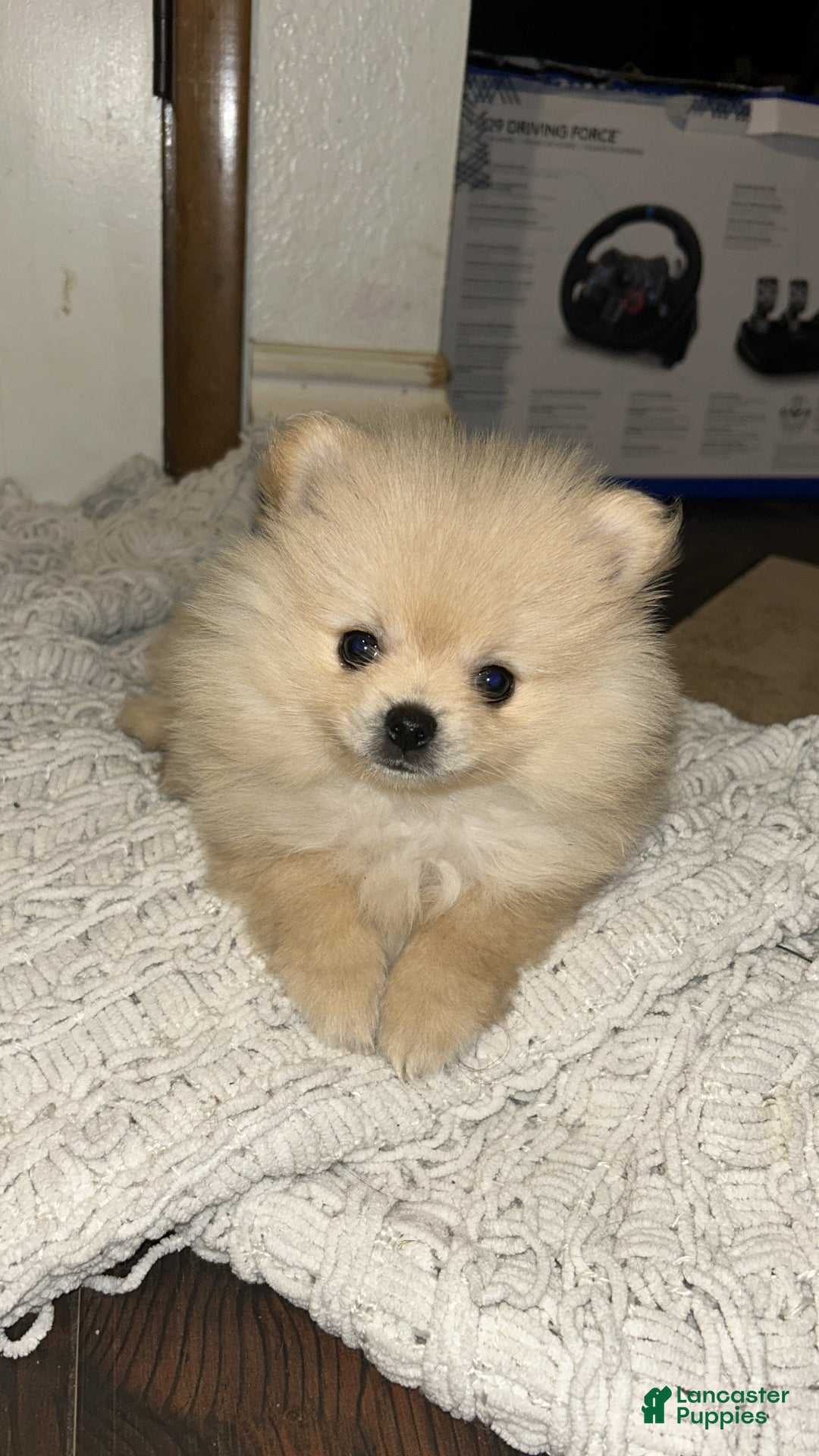 Pomeranian dogs for sale: Pomeranian Puppy 3 - Ad 1