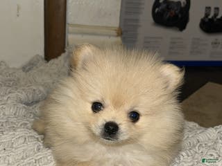 Pomeranian dogs Pomeranian Puppy 3 - Ad 28