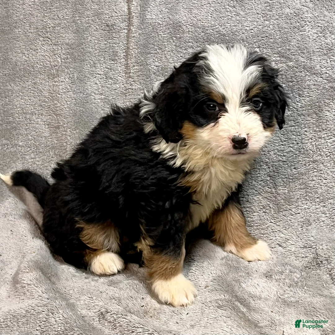 Bernedoodle dogs for sale: Millie - Ad 4