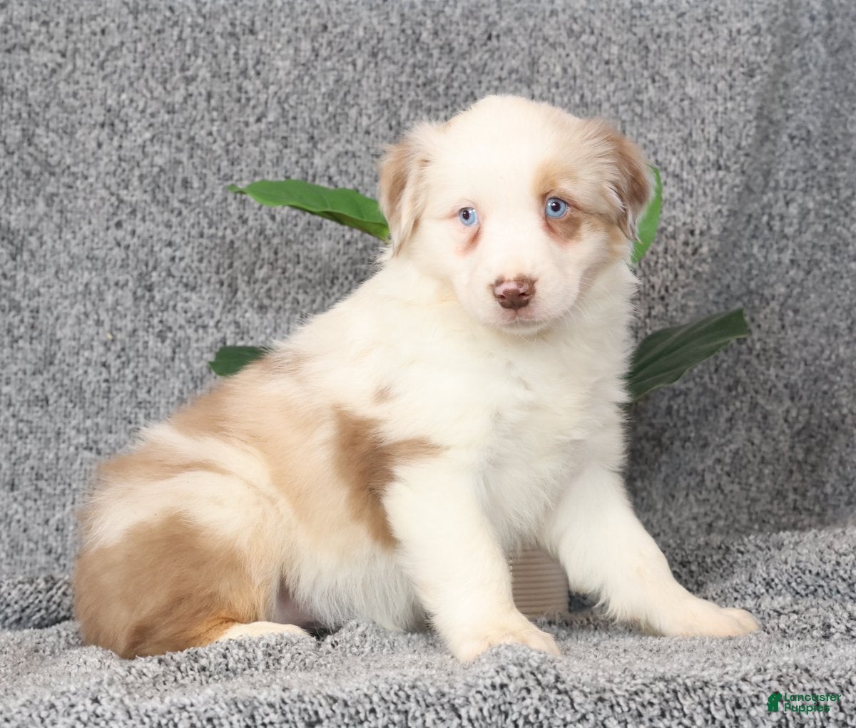 Miniature Australian Shepherd dogs Callie - Ad 1