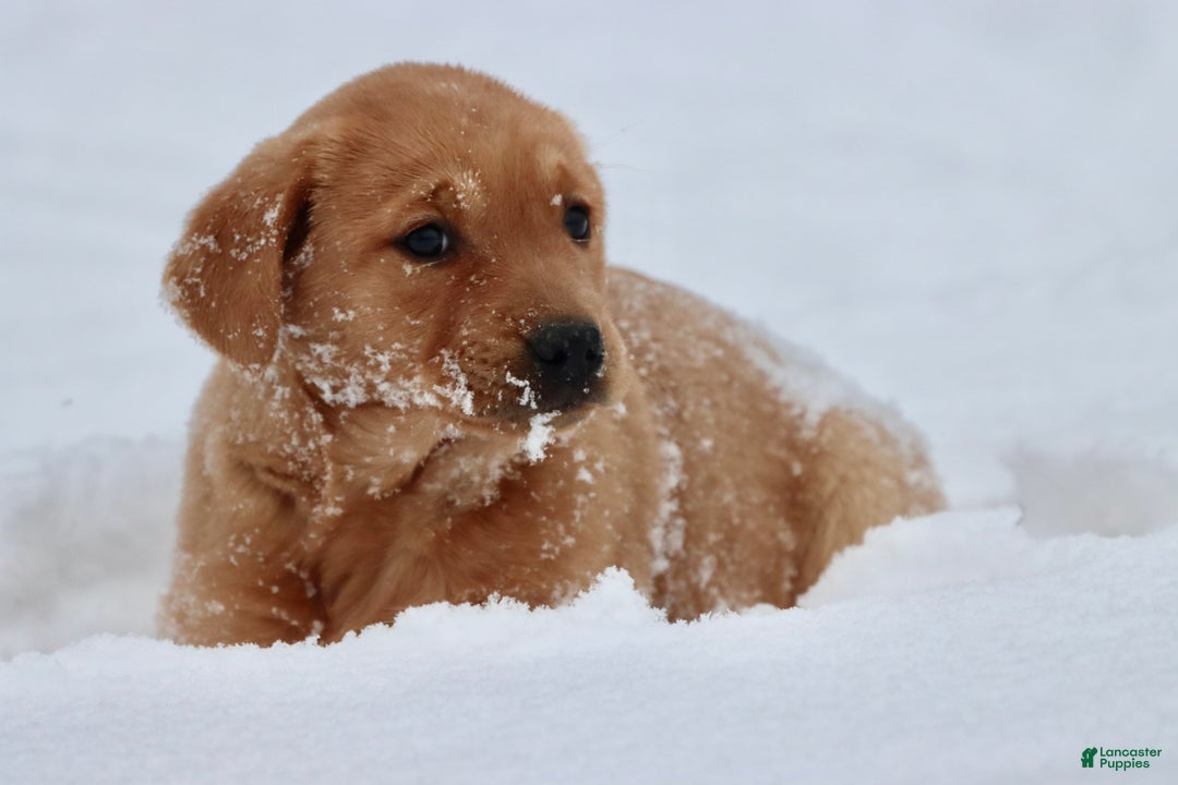 Goldador dogs for sale: Buttercup - Ad 4