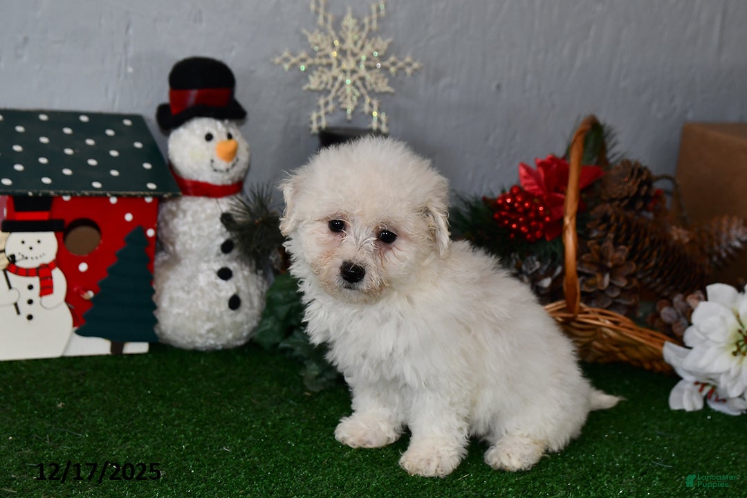Bichpoo dogs for sale: Bella   - Ad 2