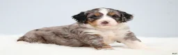 Mini Bernedoodle dogs for sale: Felix  - Ad 14