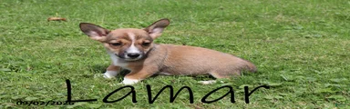 Lamar