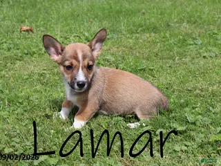 Mixed Breed dogs Lamar - Ad 27