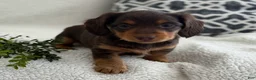 Miniature Dachshund dogs for sale: Tarla - Ad 3