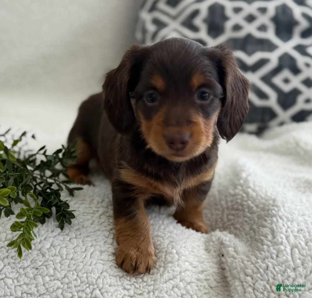 Miniature Dachshund dogs for sale: Tarla - Ad 3