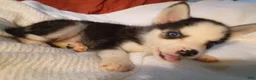 Pomsky dogs for sale: Pomsky Puppy 1 - Ad 1