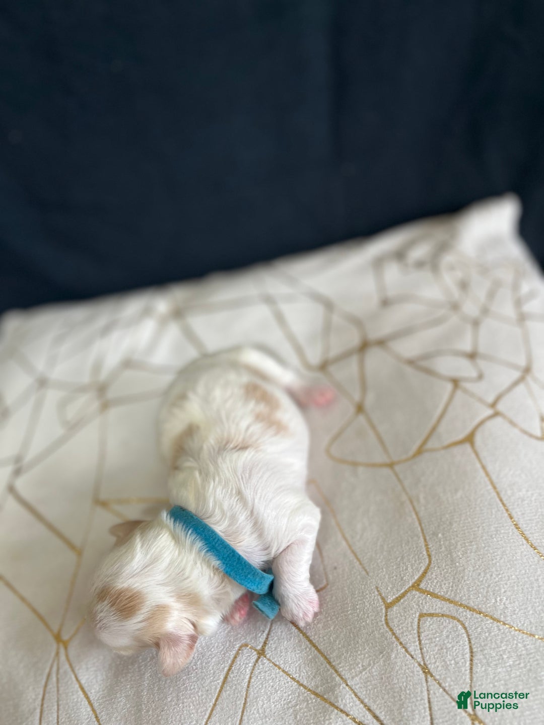 Shih Tzu dogs for sale: Atum - Ad 4