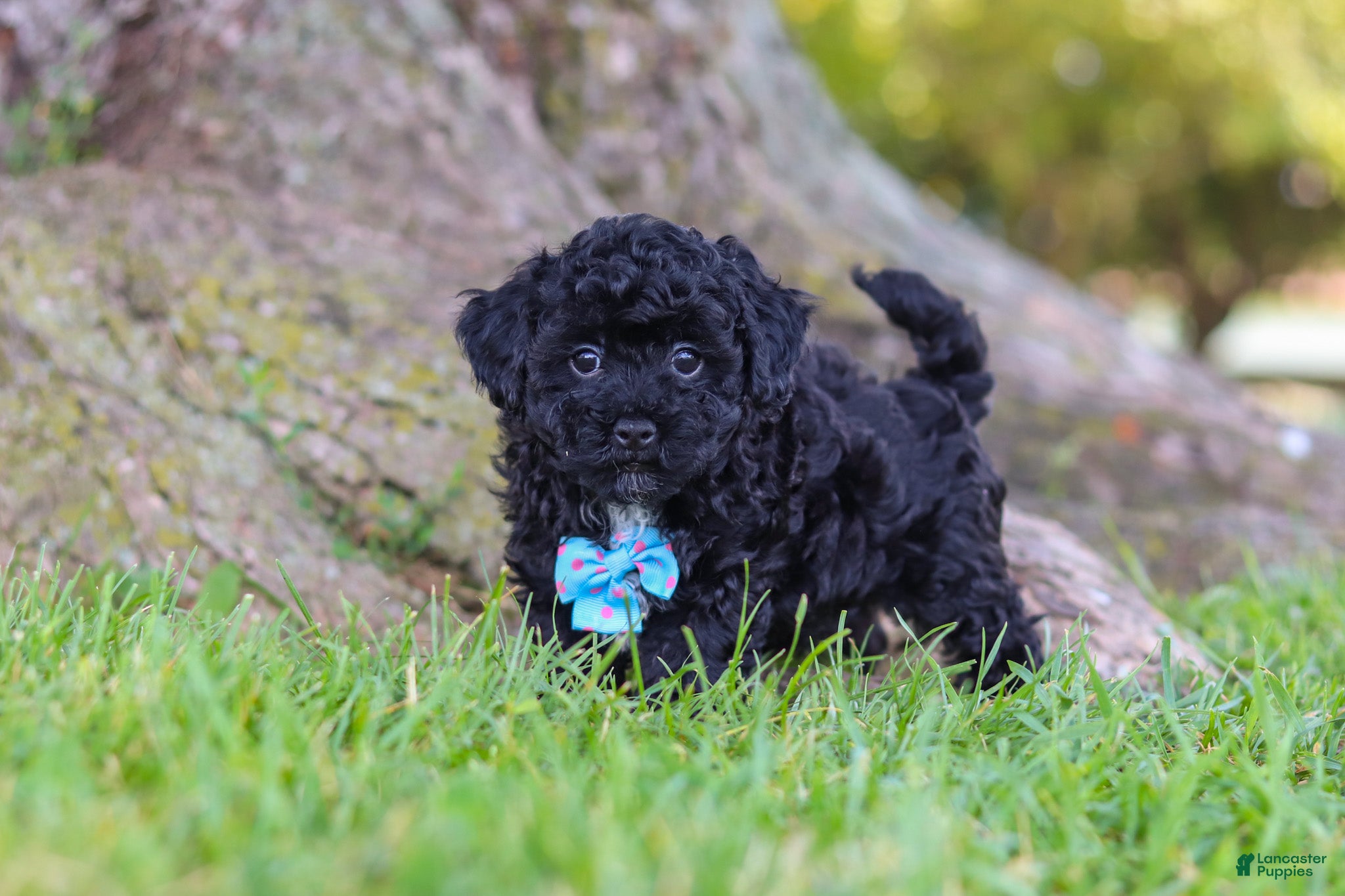Maltipoo dogs Cookie - Ad 1
