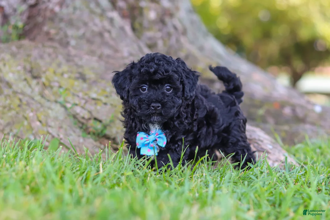 Maltipoo dogs for sale: Cookie - Ad 1