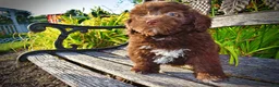Havapoo dogs for sale: Emily - Ad 7