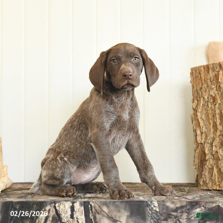 German Shorthaired Pointer dogs Daffodil - Ad 1