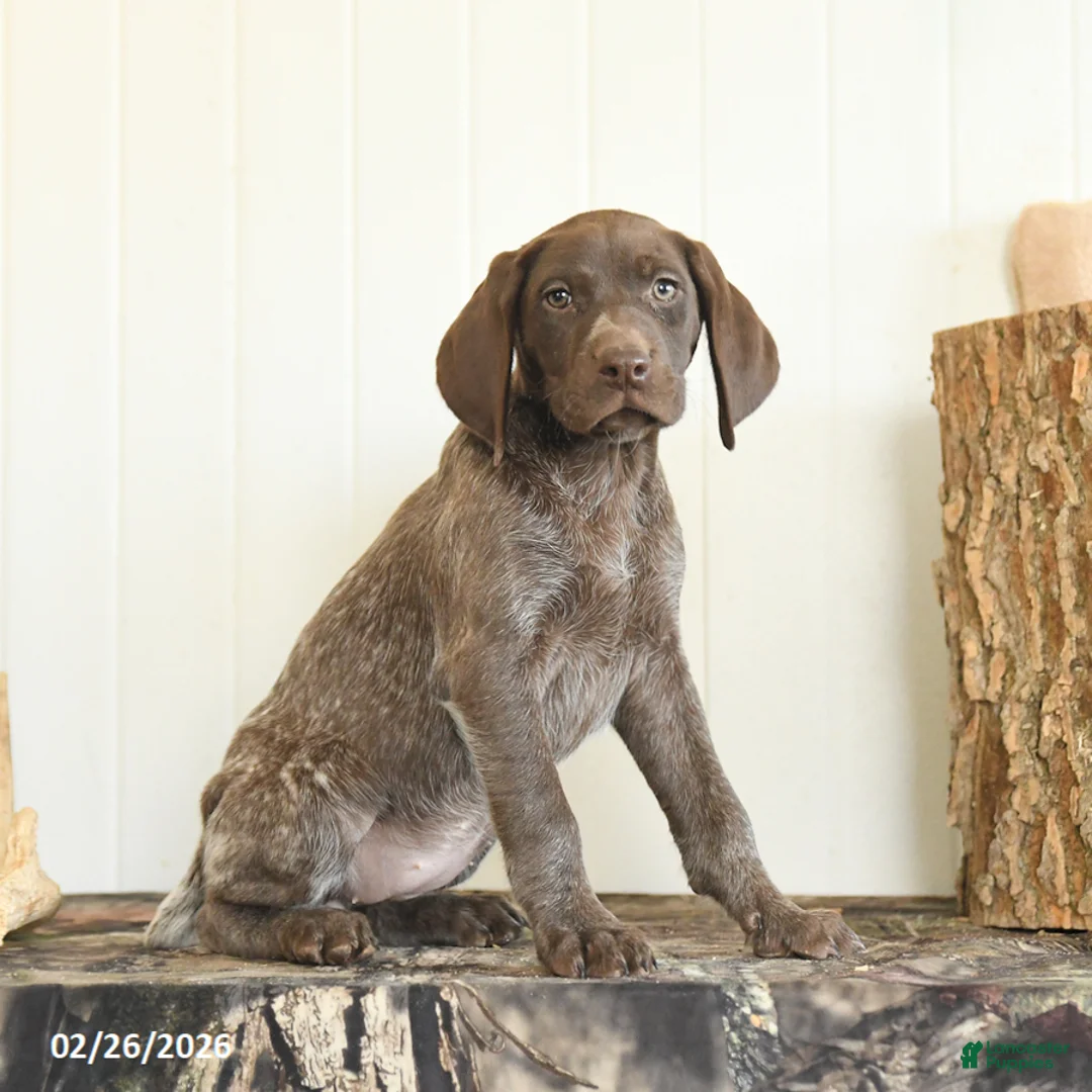German Shorthaired Pointer dogs for sale: Daffodil - Ad 1