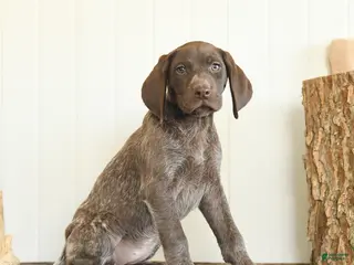 German Shorthaired Pointer dogs for sale: Daffodil - Ad 2