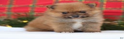 Pomeranian dogs for sale: Rumble - Ad 2