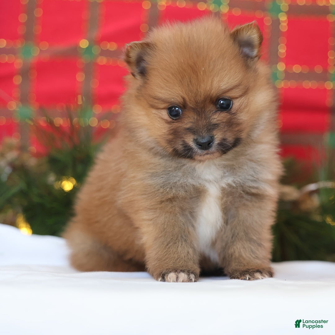 Pomeranian dogs for sale: Rumble - Ad 2