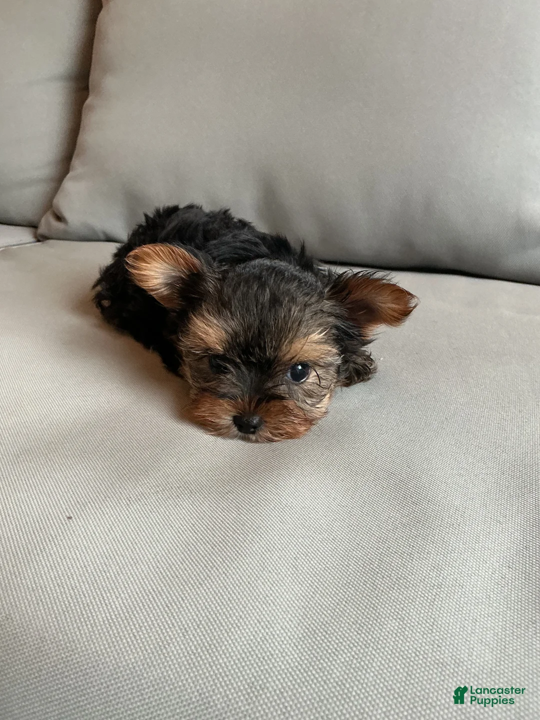 Yorkshire Terrier dogs for sale: Sammy - Ad 5
