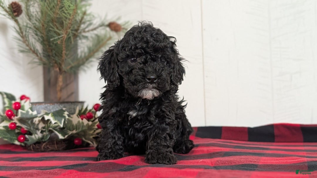 Cockapoo dogs for sale: Shiloh - Ad 8