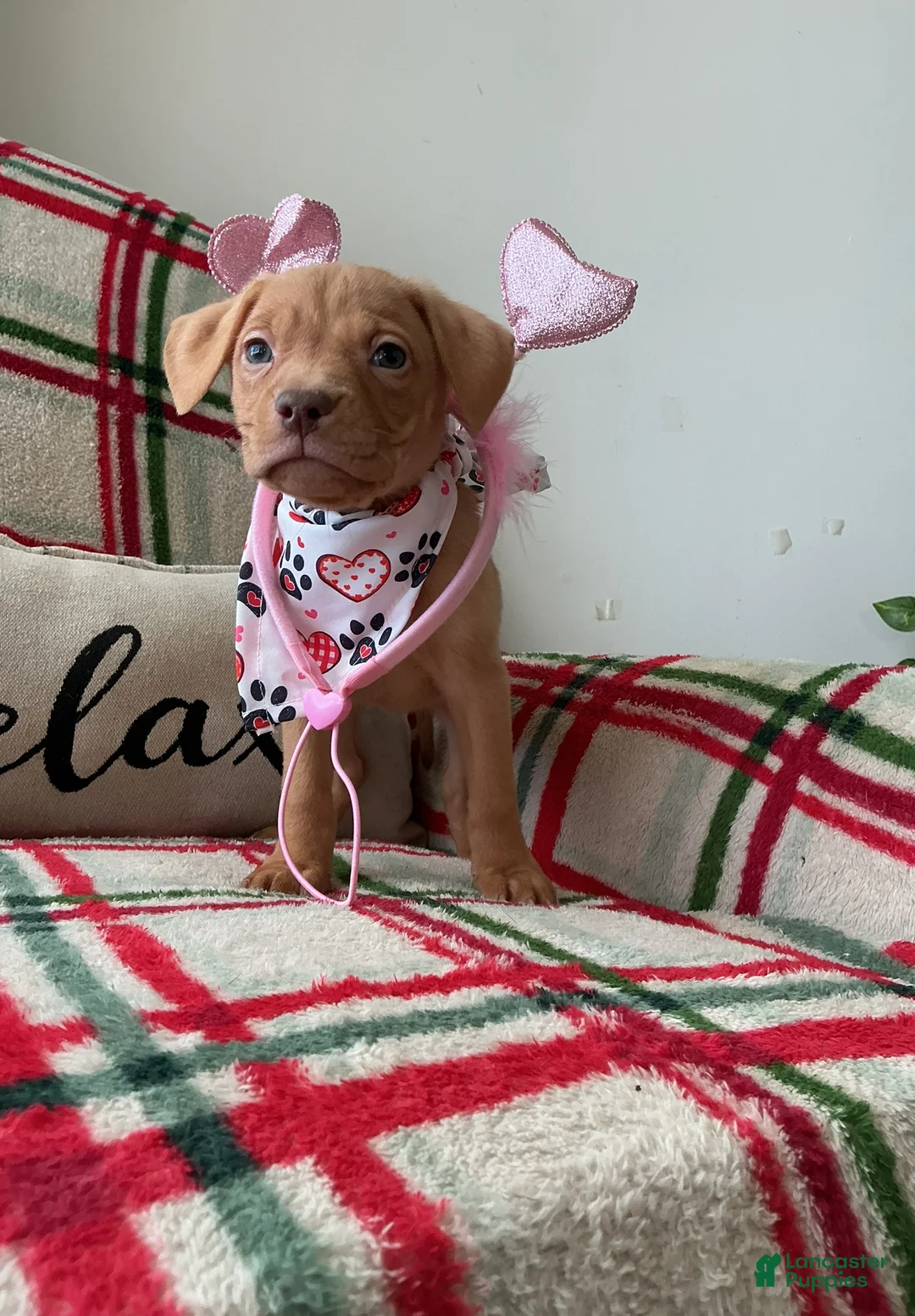 American Bully dogs for sale: Cliffette - Ad 3