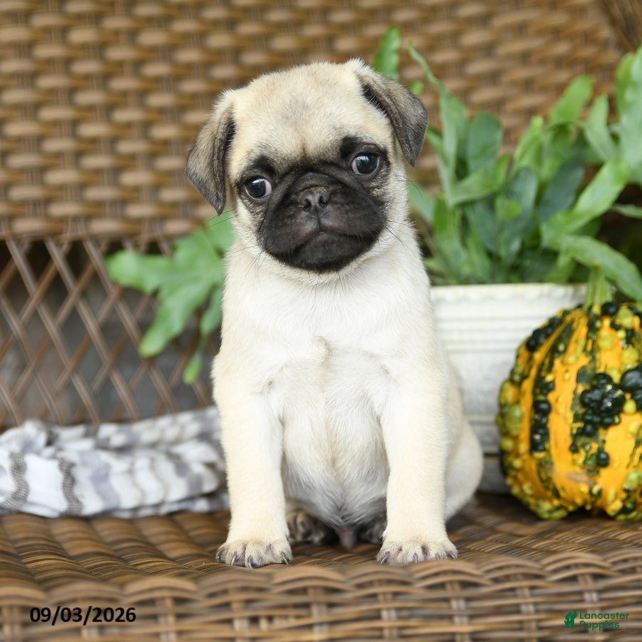 Pug dogs Nugget - Ad 1