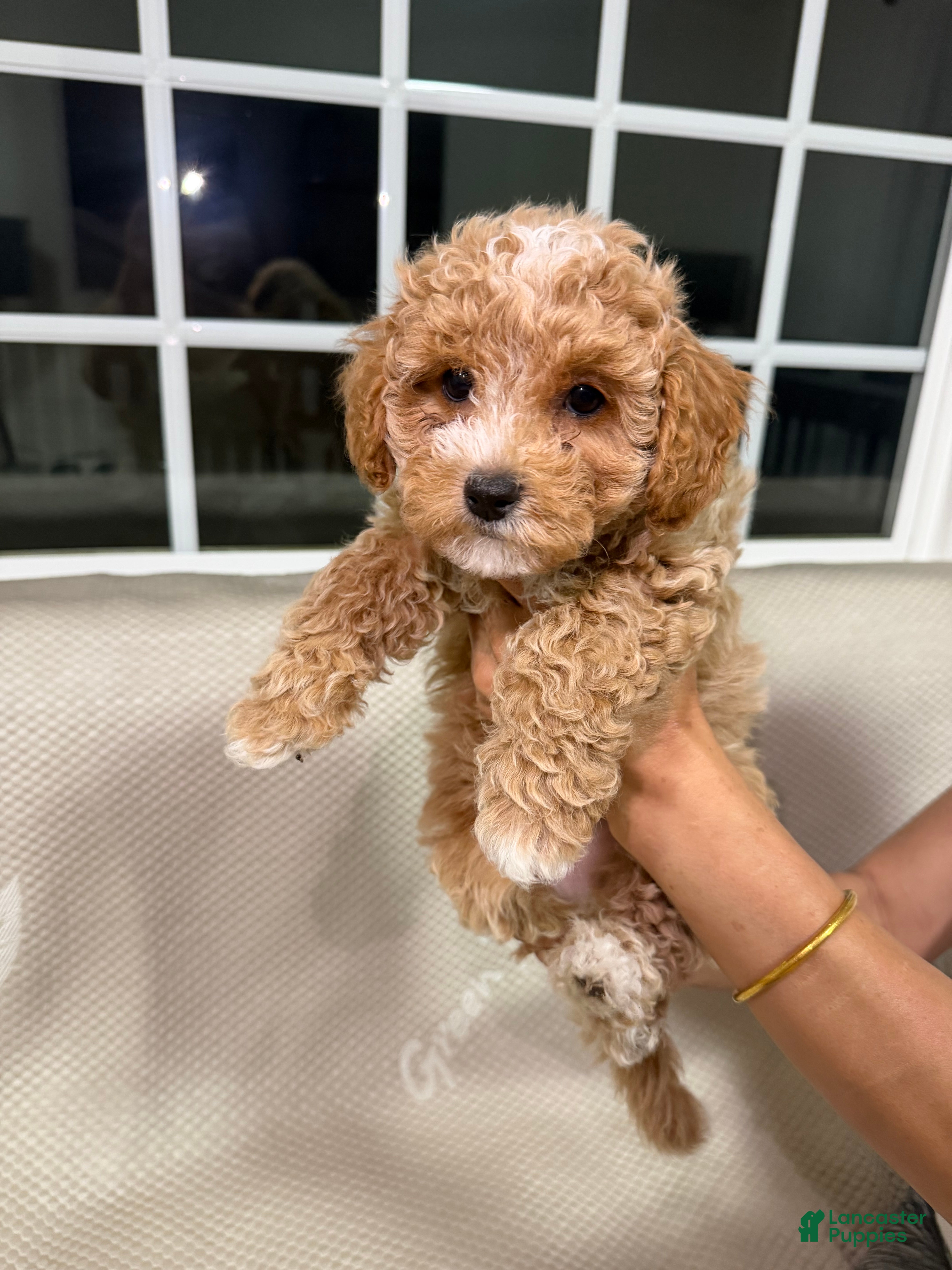 Maltipoo dogs for sale: Maltipoo 4 - Ad 2