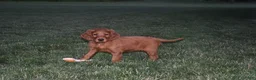 Irish Setter dogs for sale: Shelia - Ad 3