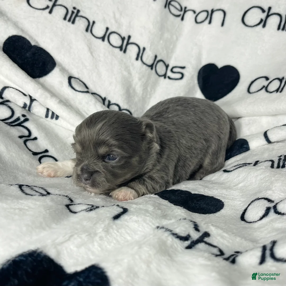 Chihuahua dogs for sale: Fern Blue Long Coat - Ad 4
