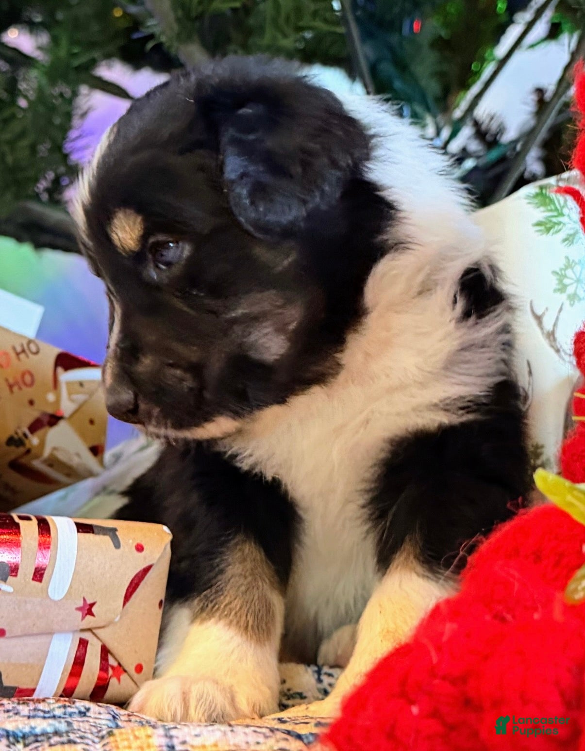 Australian Shepherd dogs Donner - Ad 16