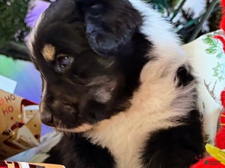 Australian Shepherd dogs Donner - Ad 16