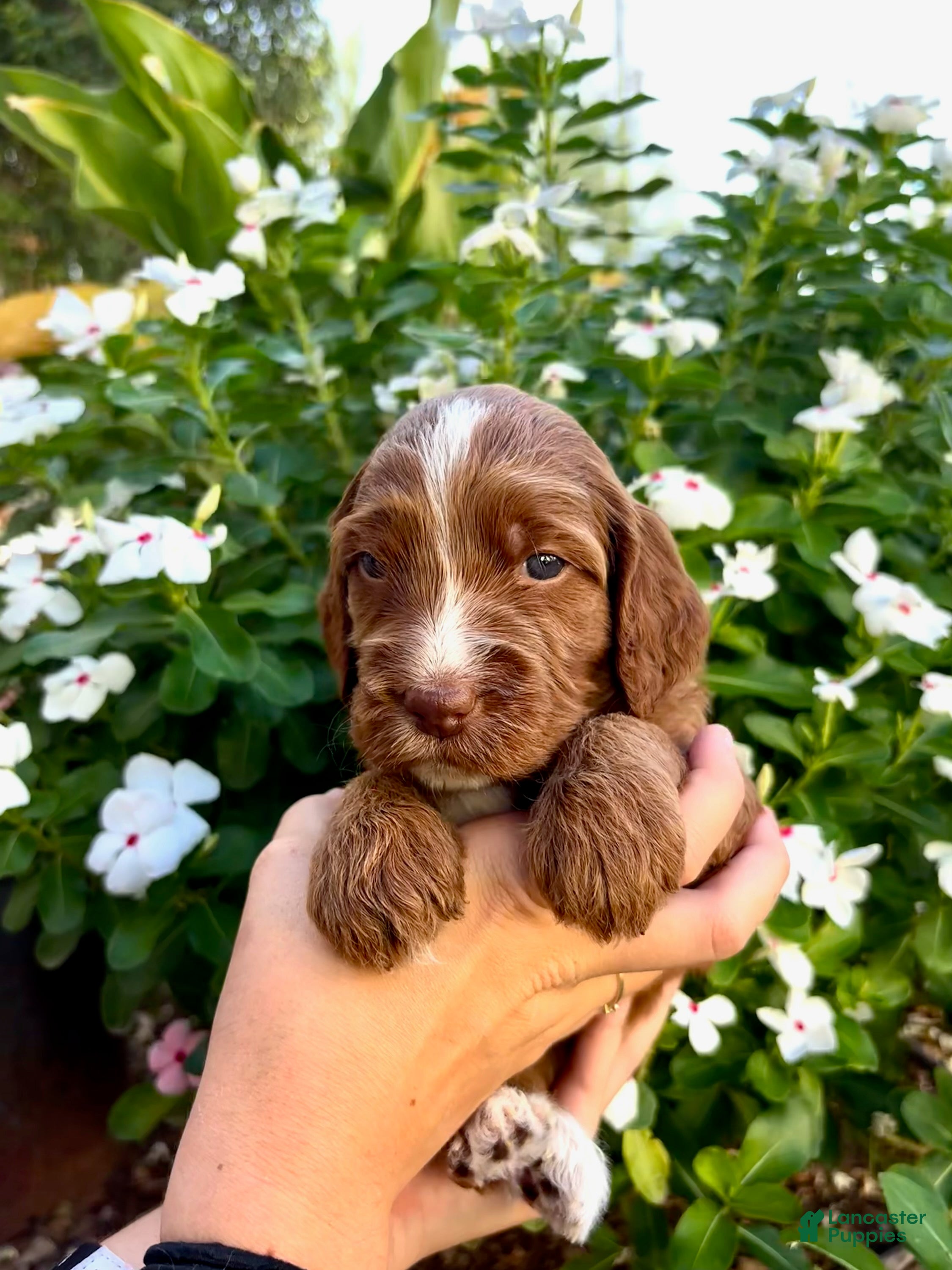 Irish Doodle dogs Irish Doodle puppy- Alana - Ad 1