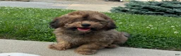 Cavapoo dogs for sale: Rudy - Ad 3