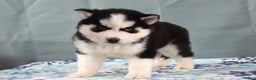 Siberian Husky dogs for sale: Tonka - Ad 4