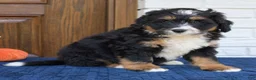 Mini Bernedoodle dogs for sale: Gizmo  - Ad 3