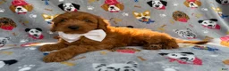 Cavapoo dogs for sale: Bear - Ad 5