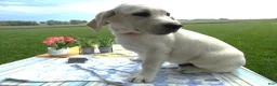 Labrador Retriever dogs for sale: Labrador Retriever 1 Bedford - Ad 2