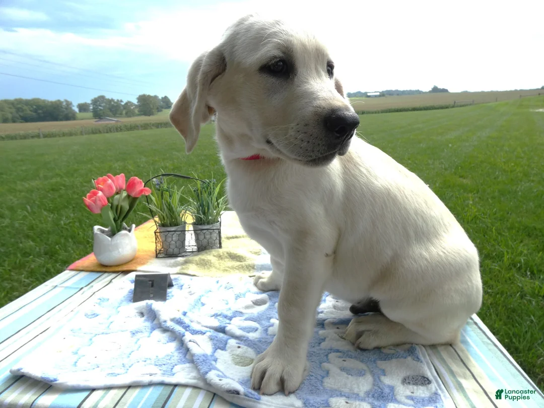 Labrador Retriever dogs for sale: Labrador Retriever 1 Bedford - Ad 2
