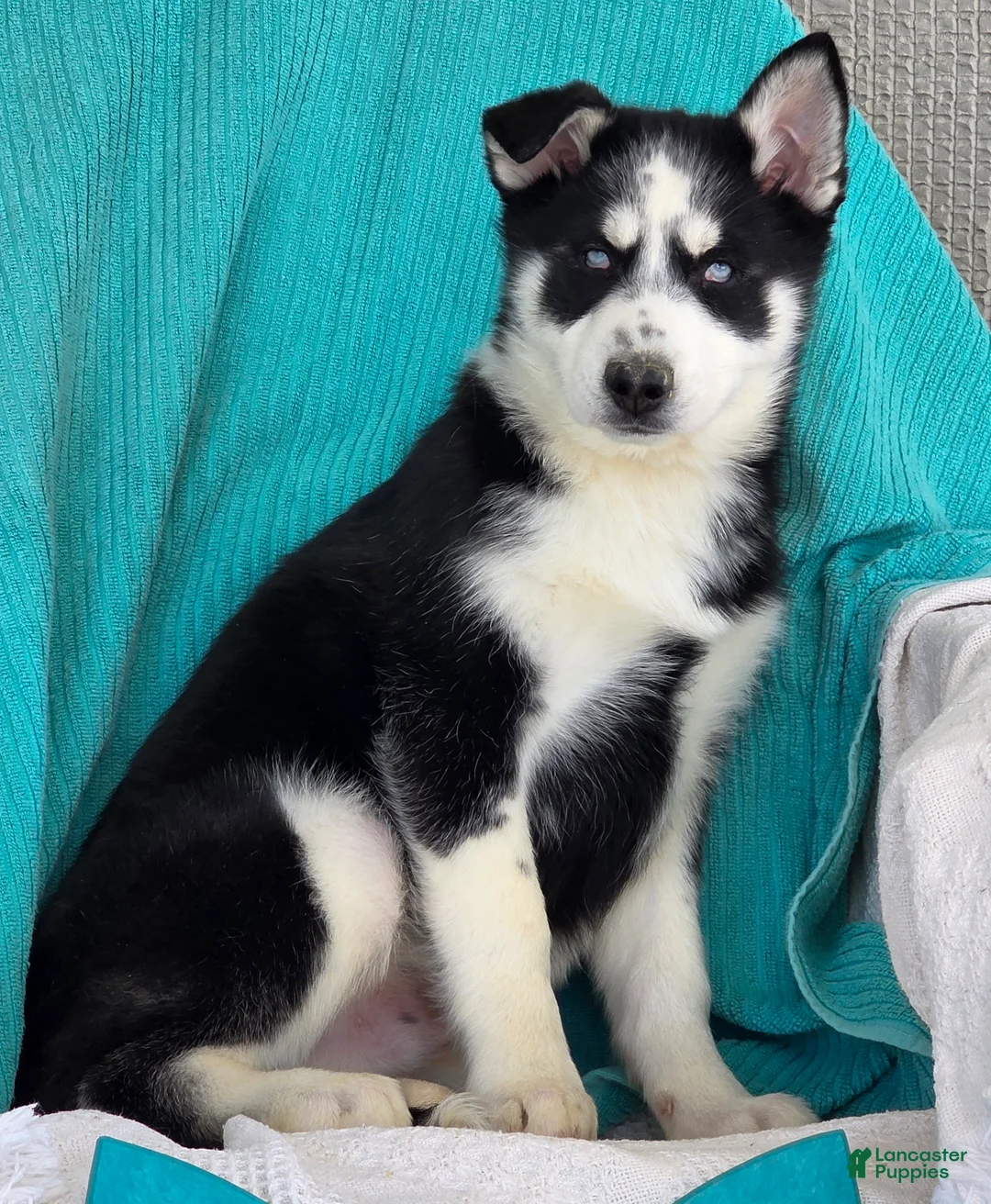 Siberian Husky dogs for sale: Kenton - Ad 2