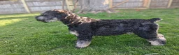 Giant Schnauzer dogs for sale: Colè - Ad 12