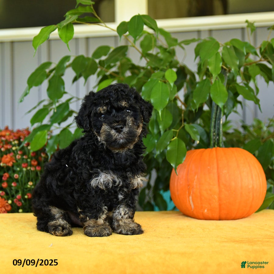 Yorkiepoo dogs Gunther - Ad 27