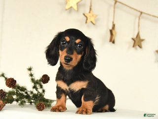 Miniature Dachshund dogs Hickory - Ad 11