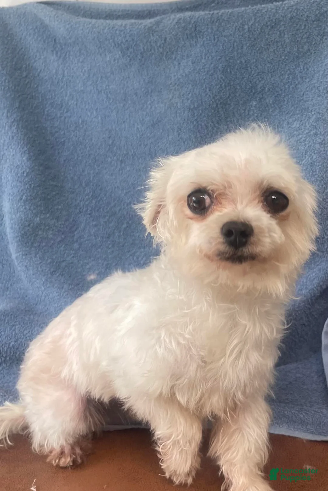 Morkie dogs for sale: Mr Bean  - Ad 6