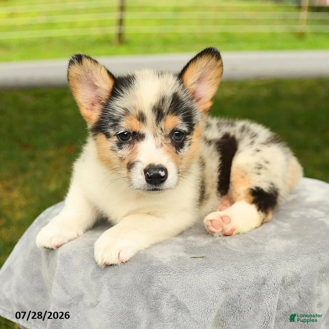 Welsh Corgi Pembroke dogs for sale: Candy - Ad 2