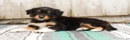 Australian Shepherd dogs for sale: Tessa - Ad 4