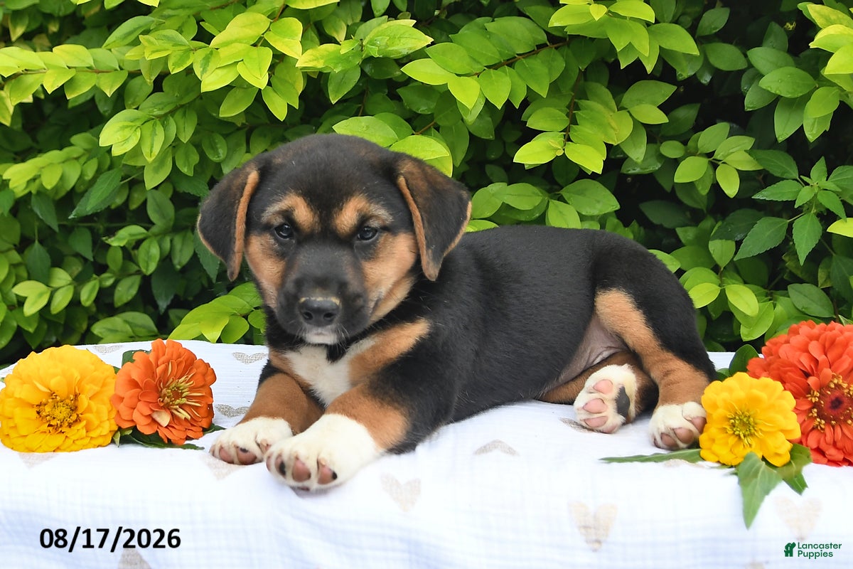 Mixed Breed dogs Daffy - Ad 2