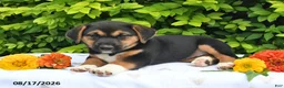 Mixed Breed dogs for sale: Daffy - Ad 2