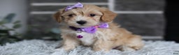 Maltipoo dogs for sale: Evie - Ad 7